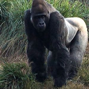 Meet your Posher, Kandis